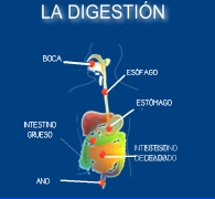 La digestión