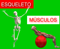 Esqueleto y Músculos